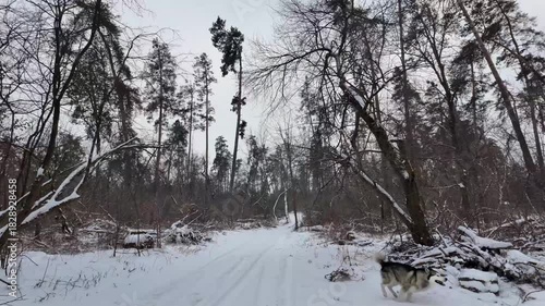 A playful dog runs joyfully along a snow-covered road surrounded by tall, bare trees on a cold winter day.