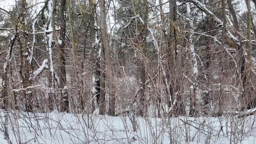 Close views of snow covered trees showcase the peacefulness of a winter landscape. Softly falling snowflakes create a calm atmosphere in the serene forest setting.