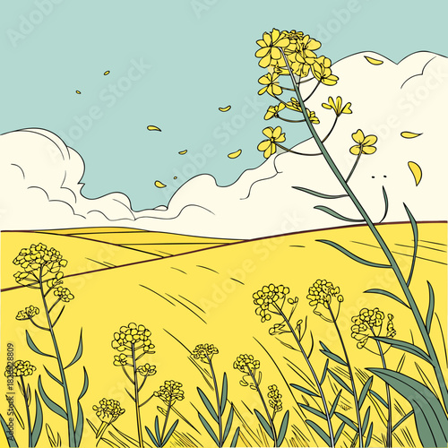 Vibrant yellow rapeseed flowers bloom in a sun drenched field under a bright blue sky with fluffy clouds