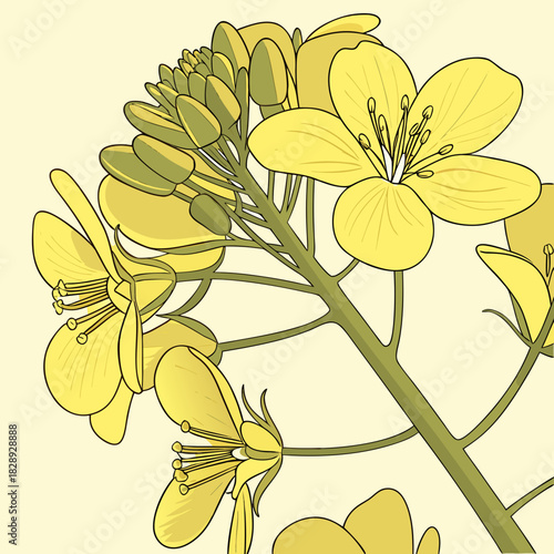 Close up illustration of bright yellow rapeseed flowers and buds on a green stem against a pale yellow background