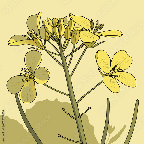 Close up illustration of a flowering rapeseed plant with yellow petals and green stems on a light yellow background