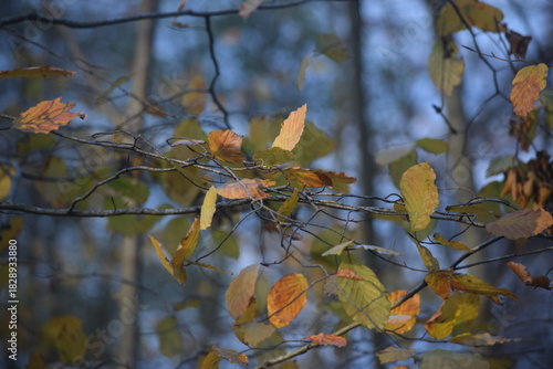 Spaziergang im herbstlichen Naturschutzgebiet Winderatt in Schleswig-Holstein