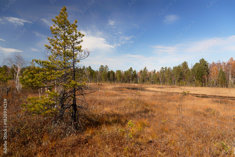 Fototapeta premium Autumn Landscape with swamp and pines