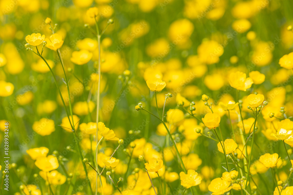 Obraz premium Blooming yellow buttercups. Design background.
