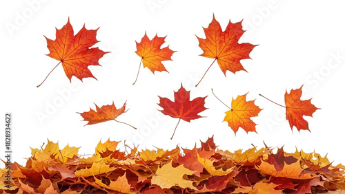 Autumnal Maple Leaf Collection Illustration Seasonal Foliage For Fall Nature Design With Colorful Leaves Isolated On Transparent Background,