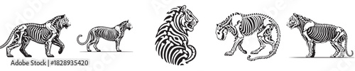 vector set of tiger bone skeleton silhouettes