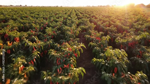 Aerial View of Chili Pepper Field at Sunset - A Vibrant Harvest.