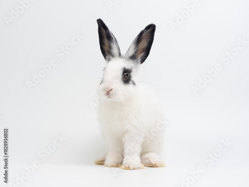 Cute black and white baby rabbit sitting on a plain white background. Adorable piebald bunny kiten with big black ears looking at the camera. High-key studio portrait.