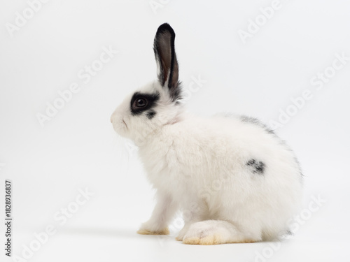 Cute black and white baby rabbit sitting on a plain white background. Adorable piebald bunny kiten with big black ears looking at the camera. High-key studio portrait.