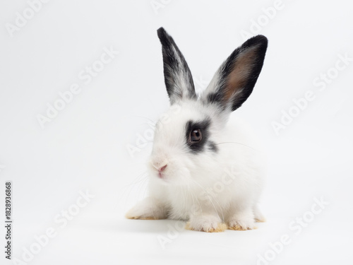 Cute black and white baby rabbit sitting on a plain white background. Adorable piebald bunny kiten with big black ears looking at the camera. High-key studio portrait.