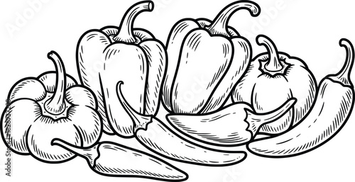 Vintage Pepper and Chili Illustration.