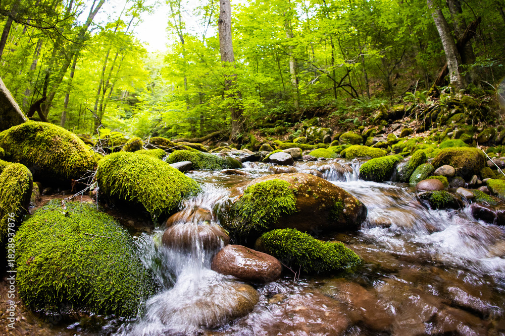 Fototapeta premium A Majestic View of a Lush Green Forest River with Moss-Covered Rocks