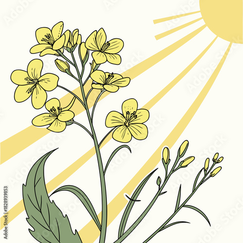Bright yellow rapeseed flowers blooming under warm sunshine rays in a field