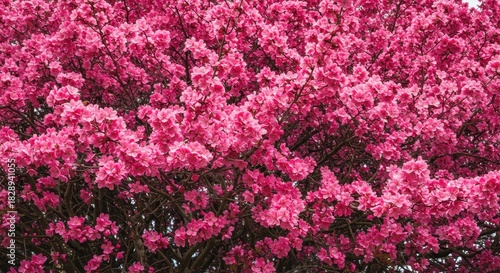 A vibrant tapestry of delicate pink blossoms creating a stunning natural floral background texture. Perfect for spring designs and concepts ,elegant ,colorful ,seasonal