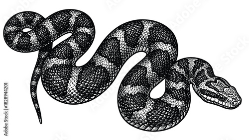 Detailed Hand-Drawn Snake Illustration