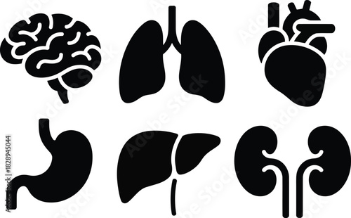 A collection of essential human internal organs depicted as black silhouettes on a white surface