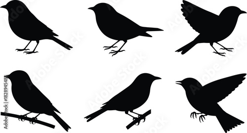 A collection of six detailed black bird silhouettes perched and flying against a clean white backdrop