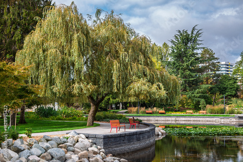 Willow tree by the pond in the community park.