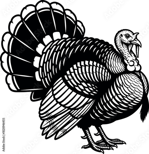 Detailed black and white vector illustration of a strutting tom turkey with fan tail, ideal for Thanksgiving, poultry, farming, and hunting mascot logo design.