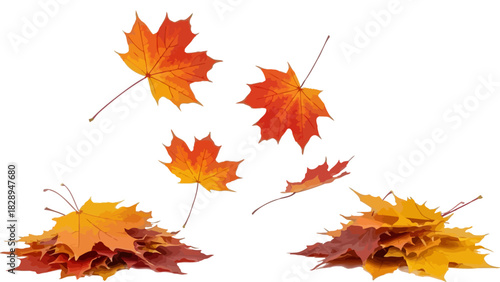 Autumn Maple Leaf Arrangement: Vibrant Fall Foliage Pile with Scattered Leaves on Transparent Backdrop for Thanksgiving and Seasonal.