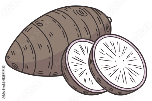 taro root illustration with whole tuber and cross section slices showing interior texture vegetable artwork