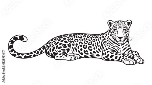 Vector illustration of a leopard lying down detailed black and white drawing of a wild cat isolated on a white background