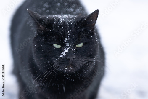 Böser Katzenblick im Schnee