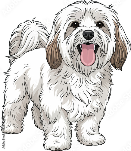 Havanese dog standing happy panting cute pose