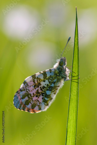 Aurorafalter (Männchen)