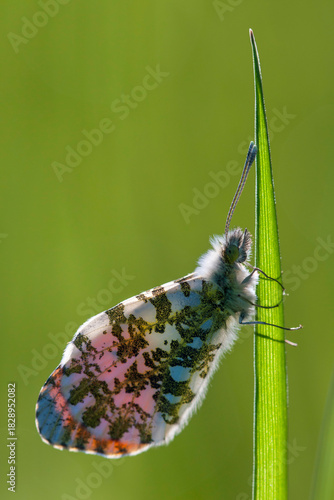 Aurorafalter (Männchen)