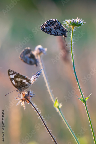 Drei Schachbrettchen