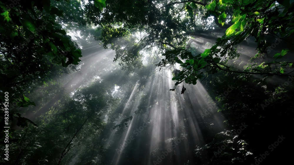 Obraz premium Sunlight Rays Piercing Through Dense Green Forest Canopy