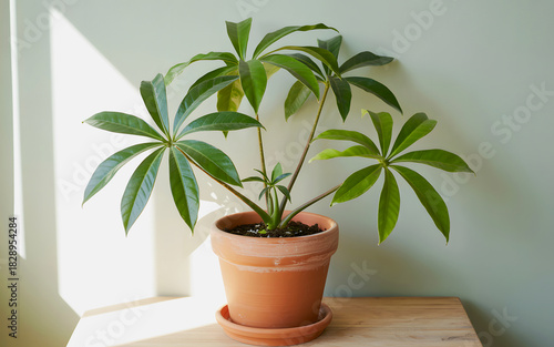 Wallpaper Mural Green Indoor Plant In Terracotta Pot Placed On Wooden Table With Sunlight Torontodigital.ca