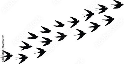 A graceful flock of black swallows soars across a clean white canvas in a beautiful diagonal ascent
