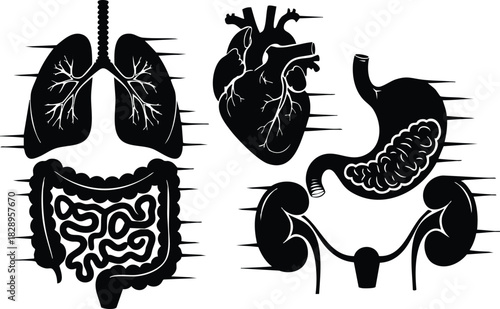 Flat medical vector art of human internal organs set with lungs heart stomach intestines kidneys and bladder in black silhouette style for anatomy education diagrams