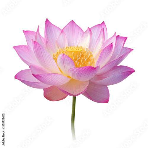 Beautiful pink lotus flower in full bloom showcasing vibrant petals and intricate details set against a white background