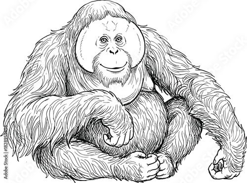 Detailed hand-drawn sketch of a smiling adult Bornean Orangutan, full body sitting pose, black and white outline, endangered primate wildlife vector illustration