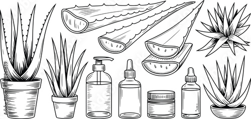 Aloe Vera Botanical Set with Skincare Elements Illustration.