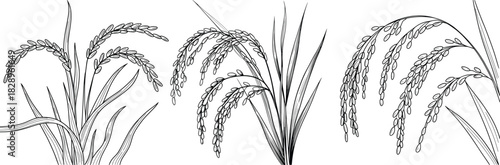 Rice Plant Vector Illustration, Paddy Grain Botanical Line Art.