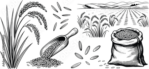 Rice Plant Harvest and Grain Field Illustration Set.
