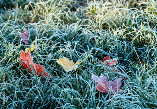autumn landscape with maple leaves lying on the grass covered with blue shiny...