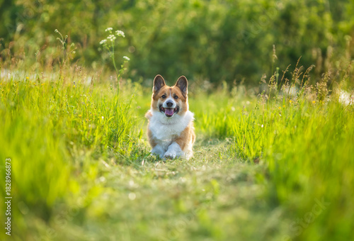 Cute corgi dog running through a sunny summer meadow on green grass
