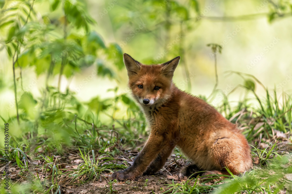 Naklejka premium A small cute red fox cub sits in the forest on a spring day