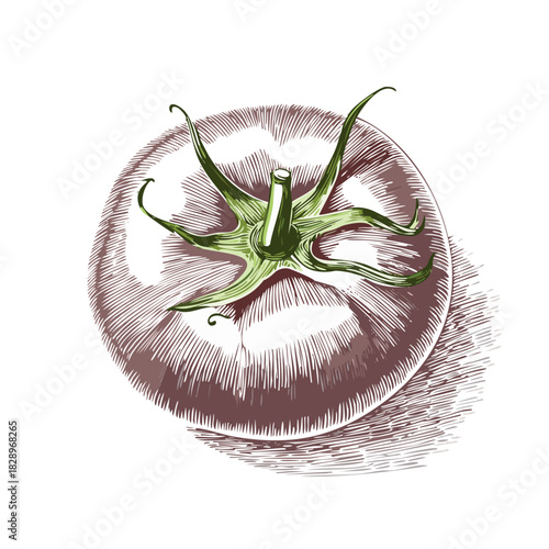 vintage botanical illustration of a tomato, top-down view, shot directly from above, clean pure white background, retro letterpress print style,