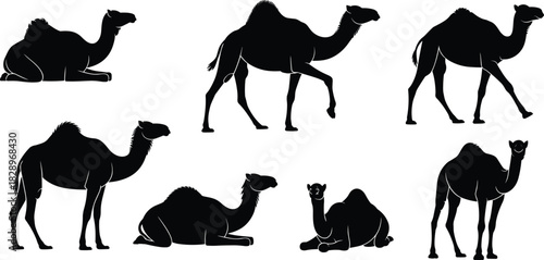 Camel Silhouette Vector Set, Desert Animal in Walking, Standing, and Resting Poses for Travel, Safari, and Arabian Design