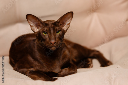 Elegant portrait of a dark brown Oriental Shorthair cat with striking green eyes lying gracefully on a light beige quilted sofa.