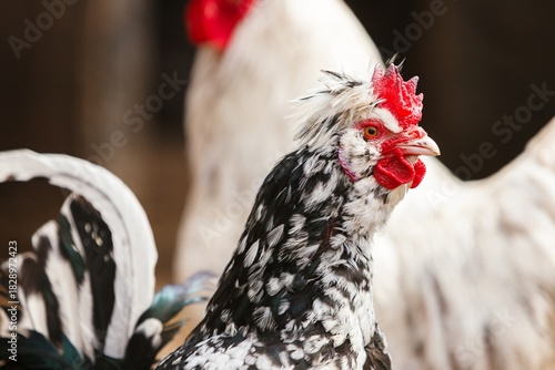 Close-up portrait of an exotic crested rooster with striking black and white speckled plumage and a vibrant red comb, standing out from the blurred background.