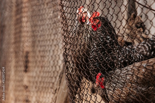 Speckled hen looking through a rusted metal mesh fence, highlighting concepts of confinement, security, and backyard poultry farming.