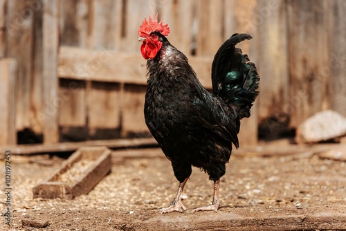 A majestic black rooster with iridescent tail feathers and a vibrant red comb stands proudly in the farmyard, symbolizing morning, strength, and traditional farming.