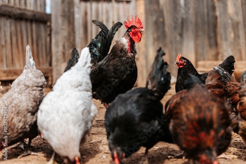 A proud black rooster with a bright red comb stands prominently among a flock of hens in a farmyard, illustrating free-range poultry farming and rural life.
